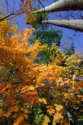 _MG_5303.jpg