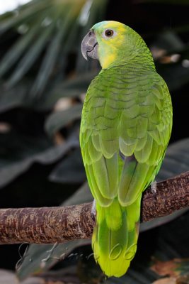 Domestic Parrot