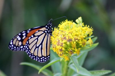 butterflies