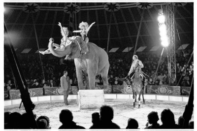 Elephant in the Circus Ring  Circus Merano