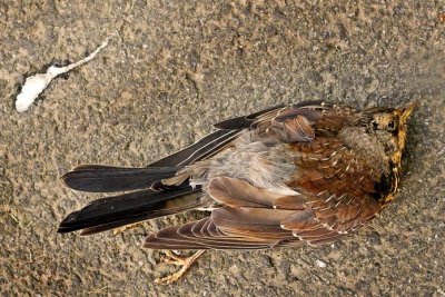 Dead bird at Os Cemetery 