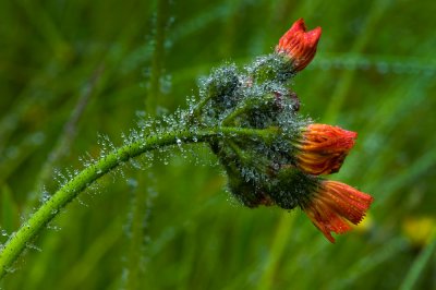 Indian Paintbrush