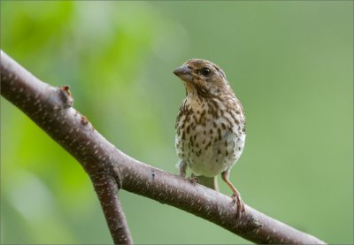 Fledgling Purple Finch