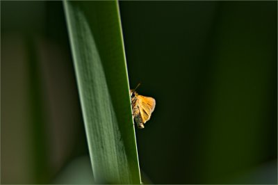 A Peek
