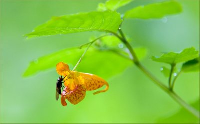 Fly On A Touch-Me-Not