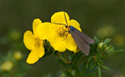 Moth On