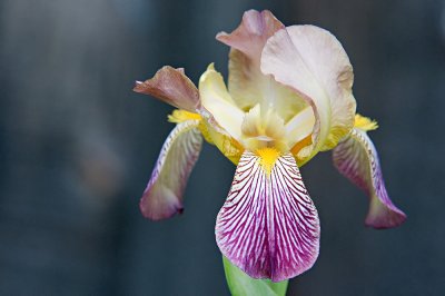 Iris