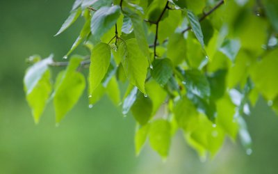 Spring Showers
