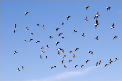 A Flock of Canadian Geese