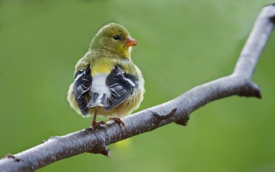 Female Goldfinch