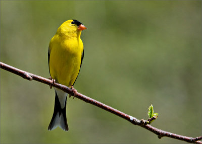 American Goldfinch