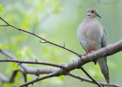 Mourning Dove in Spring
