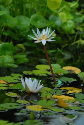 whitewaterlillies Picture 136.jpg