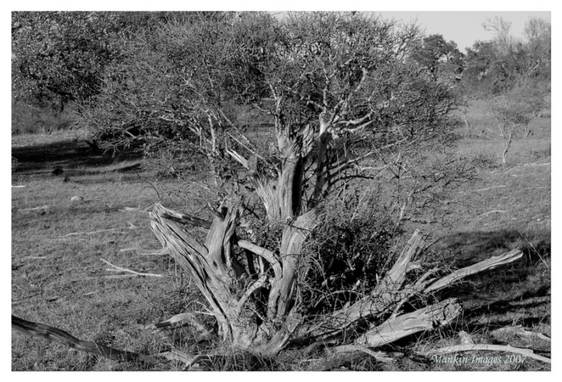 Hackberry after juniper, 1st bw conversion, Georgetown
