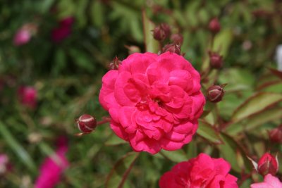 IMG_7256.JPG