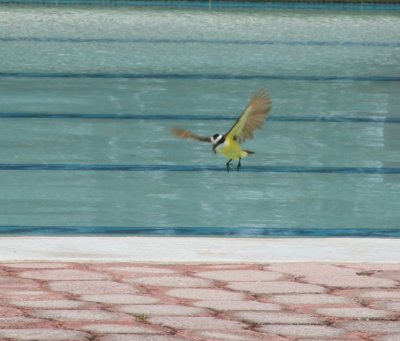 Poolside Bird Dance