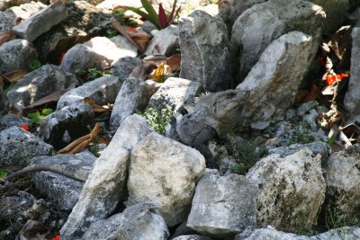 Iguanas