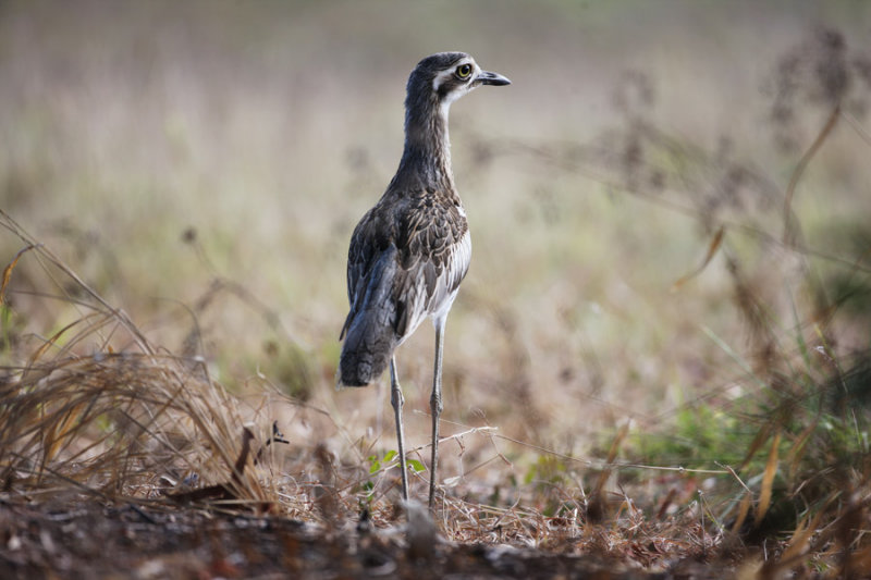 Bush Stone-curlew_4943b.jpg