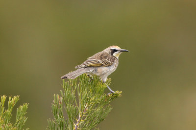 Tawny-crowned Honeyeater_1121.jpg