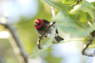 Red-headed Honeyeater_0221b.jpg