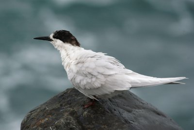 White-fronted Tern_0070b.jpg