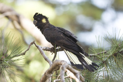 Yellow-tailed Black Cockatoo_8319.jpg