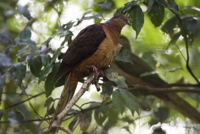 Brown Cuckoo-Dove_4543.jpg