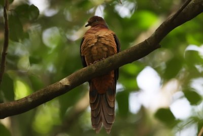 Brown Cuckoo-Dove_4548.jpg