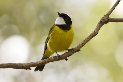 Golden Whistler_4578.jpg