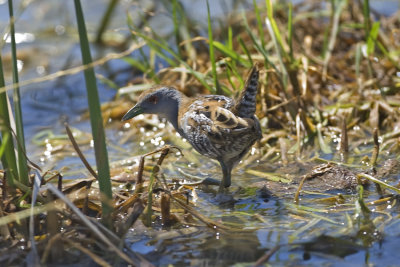 Baillons Crake_2544.jpg