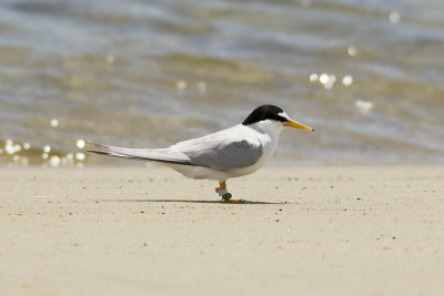 Little Tern_0015.jpg