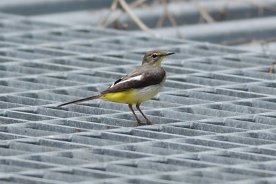 Grey Wagtail_9225.jpg