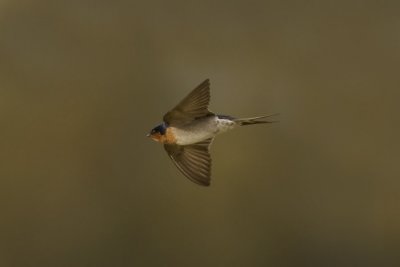 Welcome Swallow_2618b.jpg