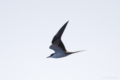 Sooty Tern 0298.jpg