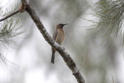 Dusky Honeyeater_4907b.jpg