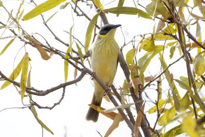 Grey-headed Honeyeater_4494b.jpg