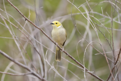 White-plumed Honeyeater_4572b.jpg
