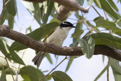 White-throated Honeyeater _4955.jpg