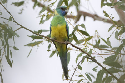 Australian Ringneck Cloncurry Parrot_4647b.jpg