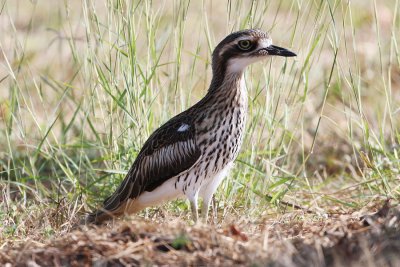 Bush Stone-curlew_4935b.jpg