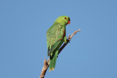 Red-winged Parrot_4761b.jpg