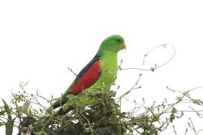 Red-winged Parrot_4841b.jpg