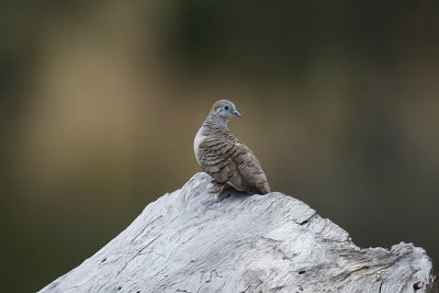 Peaceful Dove_4785b.jpg