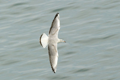 Black-headed Gull_2443.jpg