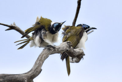 Blue-faced Honeyeater_4864.jpg