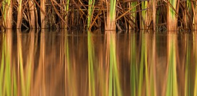 Reflection Abstract