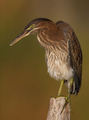 Grumpy Green Heron