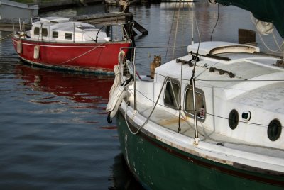 Conn Brown Harbor:  Captain Kitty