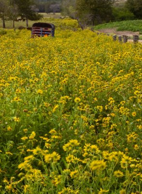 Fall Wildflowers