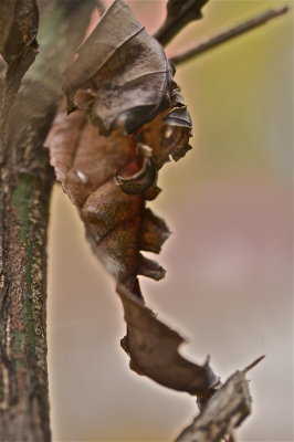 IMG_9734.jpg